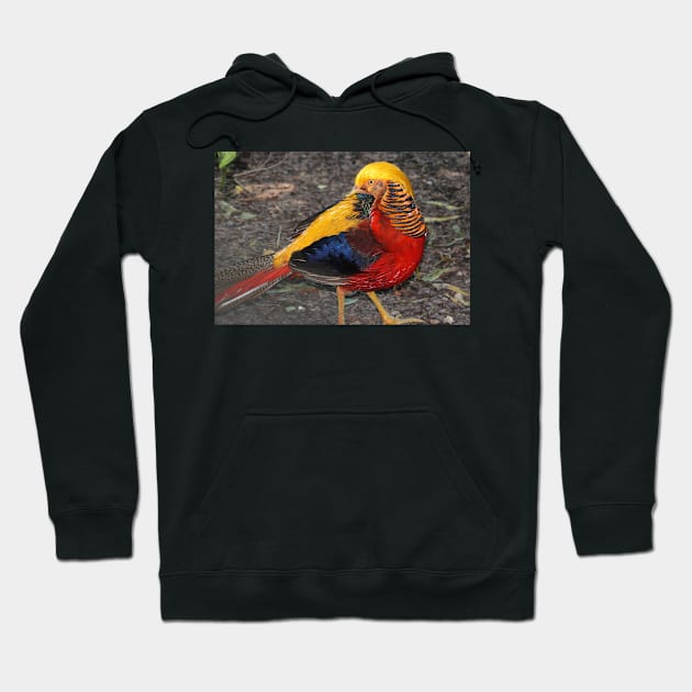 Bird Of Many Colors Hoodie by Cynthia48